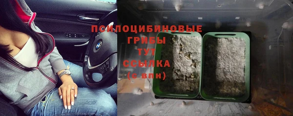 прущие грибы Балахна